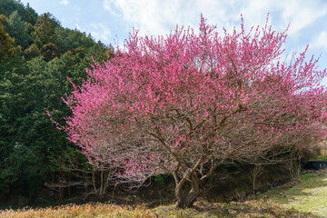 山に咲くピンク色の梅の花