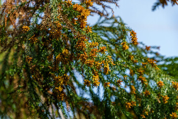 花粉症の原因の花粉を放つ杉の穂