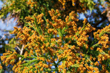 花粉症の原因の花粉を放つ杉の穂