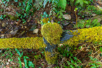 木漏れ日に照らされた木陰の苔
