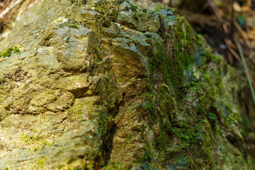 木陰で苔むした岩肌