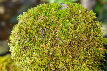 木漏れ日に照らされた木陰の苔