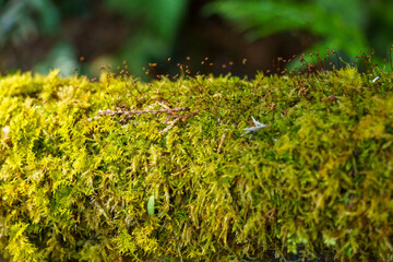木漏れ日に照らされた木陰の苔