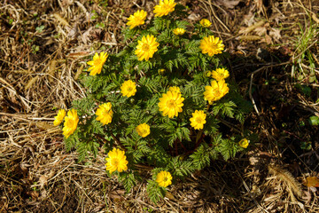 春の日差しを浴びて輝く福寿草