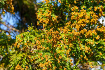 花粉症の原因の花粉を放つ杉の穂