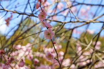 春になり咲き始めた梅の花