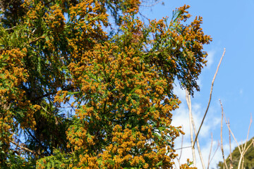 花粉症の原因の花粉を放つ杉の穂