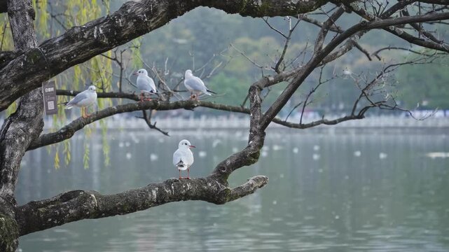 Seagulls Perched on Branch Over Misty Cuihu Lake, Kunming