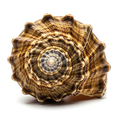 Obraz premium Brown and yellow seashell on isolated white background with spiral pattern