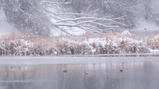 Winter landscape with wild ducks, Ruddy Shelduck swimming in a river or lake against the background of snow-covered shores and dry thickets of cattails during a snowfall. A calm natural backdrop for w