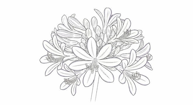 Intricate line drawing of a blooming flower cluster against a white background