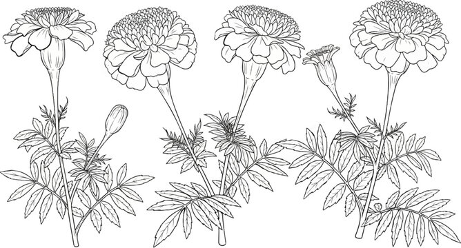 Detailed line art illustration of marigold flowers and buds on stems