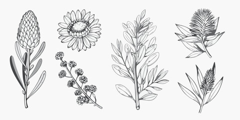 Botanical illustration featuring protea eucalyptus and various foliage © Gita