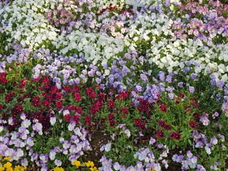 Fototapeta premium A vibrant garden bed filled with diverse blooming flowers in full sunlight