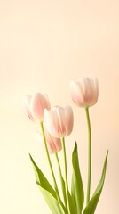 Obraz premium Minimal Pink Tulip Flowers on Soft Beige Background with Copy Space – Elegant Spring Floral Design