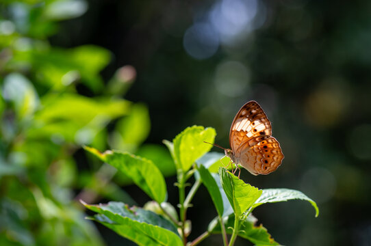 Rustic butterfly, Cupha erymanthis on wild weed flower.