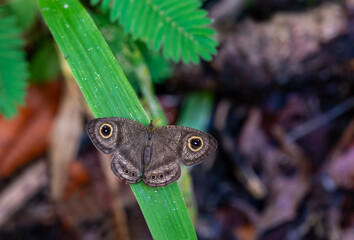 Obraz premium A beautiful small Common Five-ring butterfly (Ypthima baldus) is seated on leaf by spreading its wings, close up top view of open wings in a abstract backgrounds, Indian Botanic Garden, West Bengal