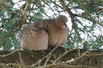 Obraz premium pair of collared eurasian doves perched on a branch