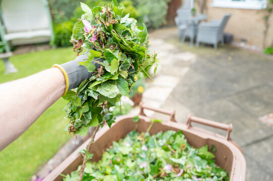 Gardener seen putting cut pink roses into a brown, garden waste wheelie bin. Old roses have been cut to facilitate new growth in the summer garden.