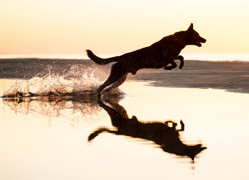 Dog running in sunset on the beach silhouette