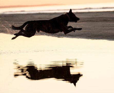 Dog running in sunset on the beach silhouette