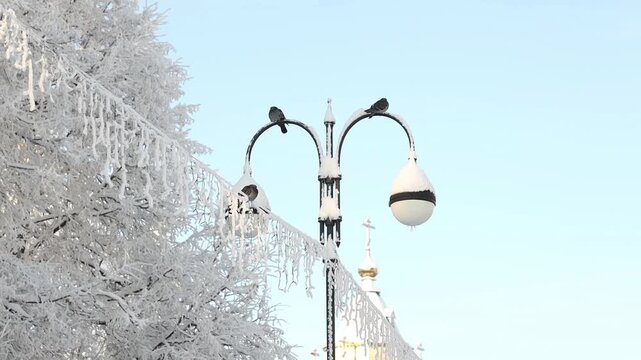 city birds pigeons sparrows crows and magpies in the city park in winter