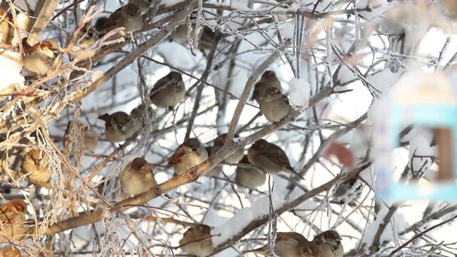 city birds pigeons sparrows crows and magpies in the city park in winter