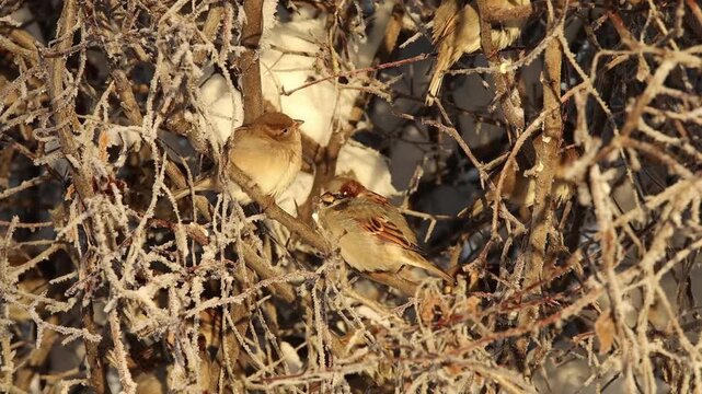 city birds pigeons sparrows crows and magpies in the city park in winter