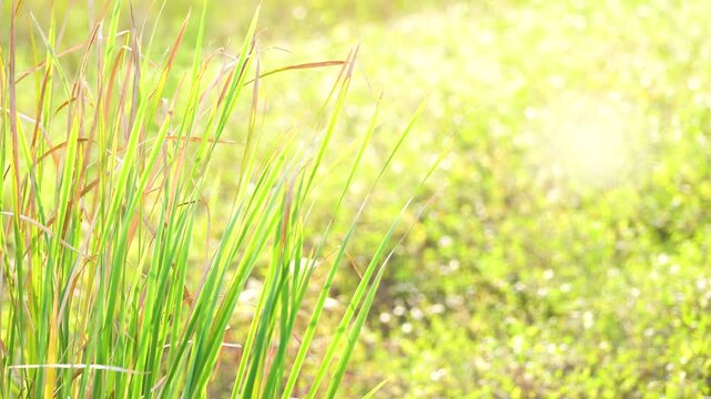Ornamental Grass with Sunlit Garden Bokeh Background