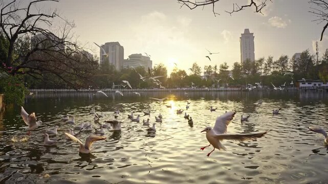 Seagulls Flying Over Cuihu Lake, Kunming Skyline at Sunset