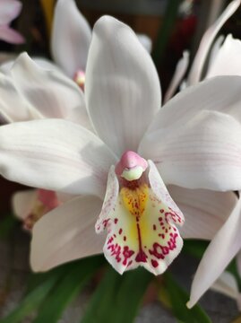 Cymbidium White Orchid