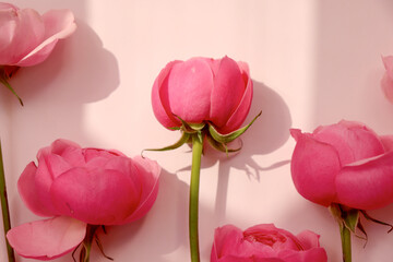 Pink Flowers with Soft Window Shadow on Pastel Background. Pink Ranunculus and Rose Flowers.