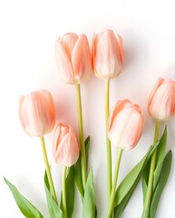 Obraz premium Pastel Pink Tulip Bouquet - Soft Spring Flowers Bunch Minimalist on White background