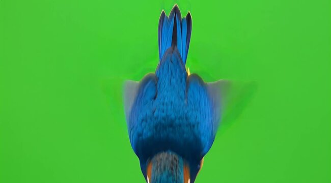 Top down back view of a vibrant blue hummingbird in flight isolated on a solid chroma key green screen