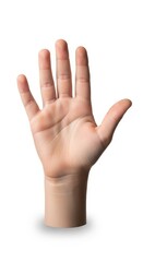 Fototapeta premium Open hand with fingers spread on white background.