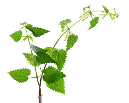 Nettle plant isolated on white background. Green common nettle, burn nettle, stinging nettle or Urtica dioica. Medicinal and culinary herb. Clipping path.