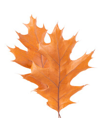 Obraz premium Oak leaf isolated on white background. Yellow autumn oak leaves. Clipping path. Top view.