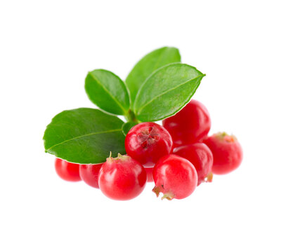 Fresh cowberry berries with leaves, isolated on white background. Ripe cranberry, cowberry, lingonberry. Clipping path.