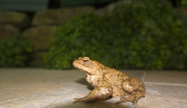 Erdkr&ouml;te (Bufo bufo)