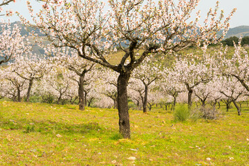 Obraz premium Pink Blossoming Almond Trees and Green Meadow in Spring. Northern Portugal
