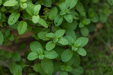 Close-Up of Fresh Mint Leaf Tips Growing on Plant with Vibrant Green Color and Healthy Texture © Latthaphon