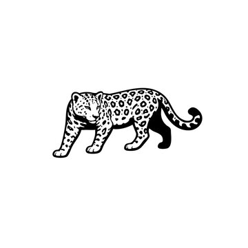 Vector illustration of a wild leopard and cheetah with spots showcasing a feline predator and big cat animal isolated for wildlife nature and safari designs