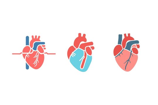 Human Organ and Brain Neural Network Icon Set - Medical Anatomy Heart and Digital Brain Intelligence for Healthcare, Biotech, Artificial Intelligence, and Cardiology Illustration