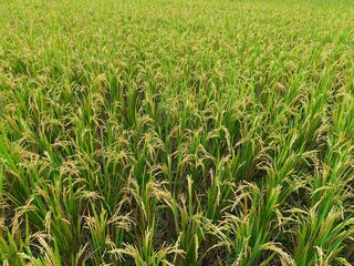 Obraz premium Lush and vibrant green rice field, with ripening golden grains ready for harvest, stretching across a vast agricultural landscape under natural light