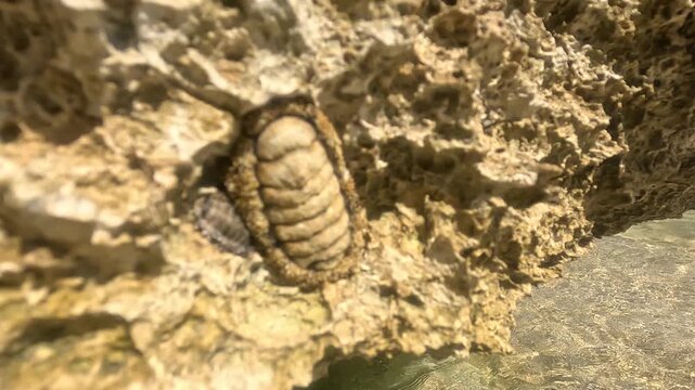 Chiton mollusk clinging to a limestone rock in the Sinai Peninsula. Marine wildlife living on the seashore reef. Close up of shell creature in intertidal zone.