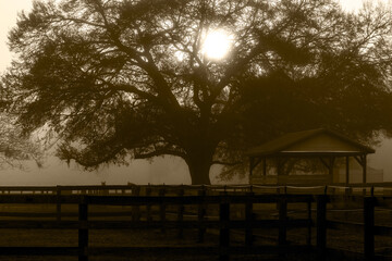 Horses in the Florida morning fog