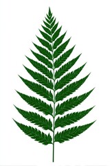 A detailed, vibrant green fern frond against a stark white background