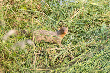 Fototapeta premium Indian Grey mongoose - wandering in grassland