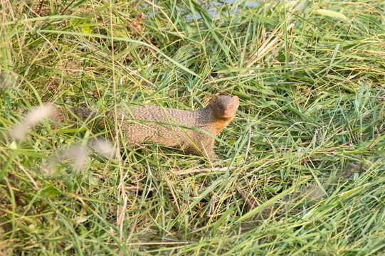 Indian Grey mongoose - wandering in grassland