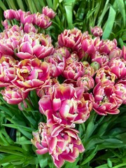 Obraz premium Double pink tulip flowers blooming in trays at garden center, lush spring tulip blossoms with green leaves, decorative potted plants display for gardening and seasonal floral background. 